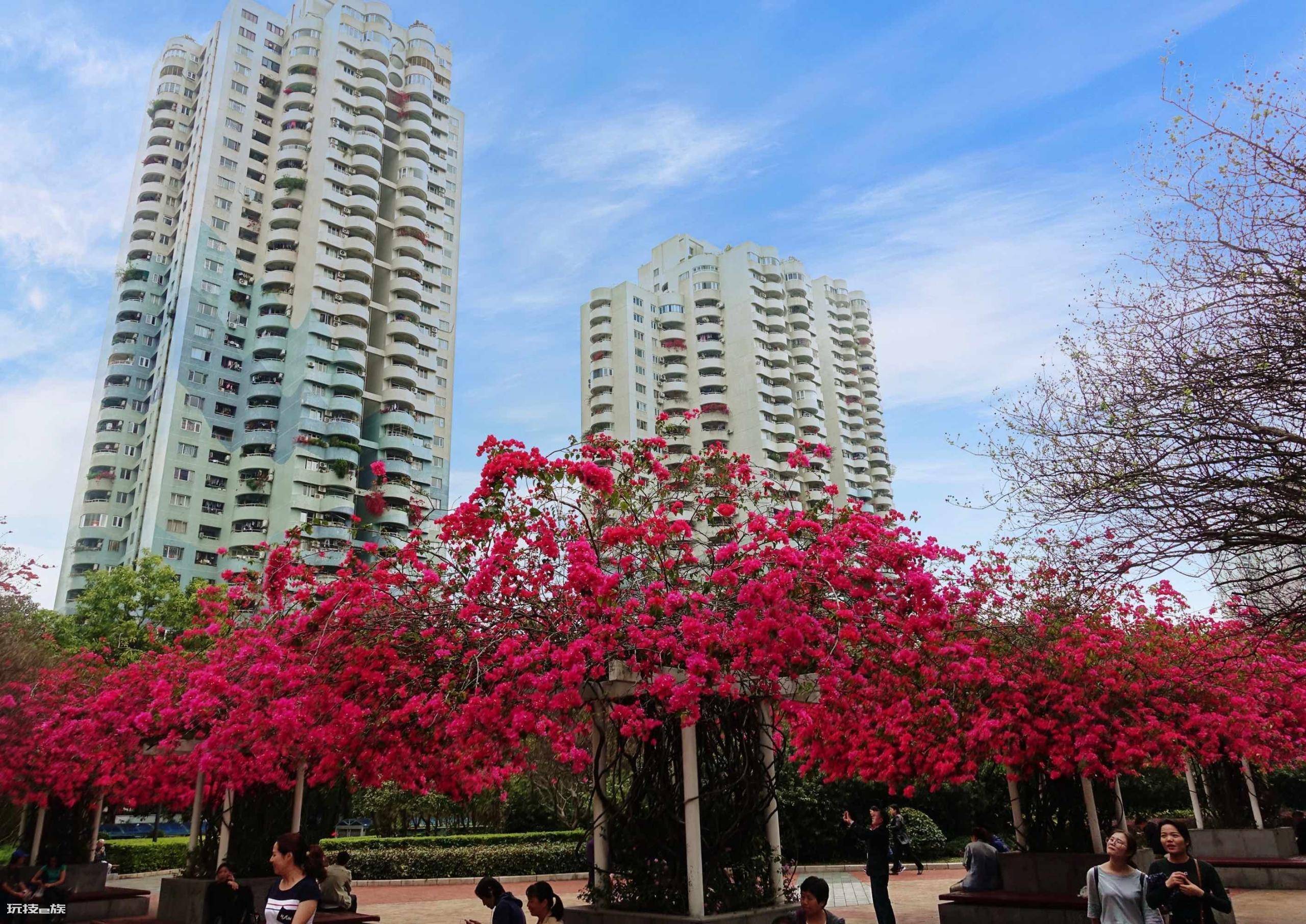 深圳市花叫簕杜鹃这个名字吗(深圳最常见五种绿化花卉苗木)-图片2